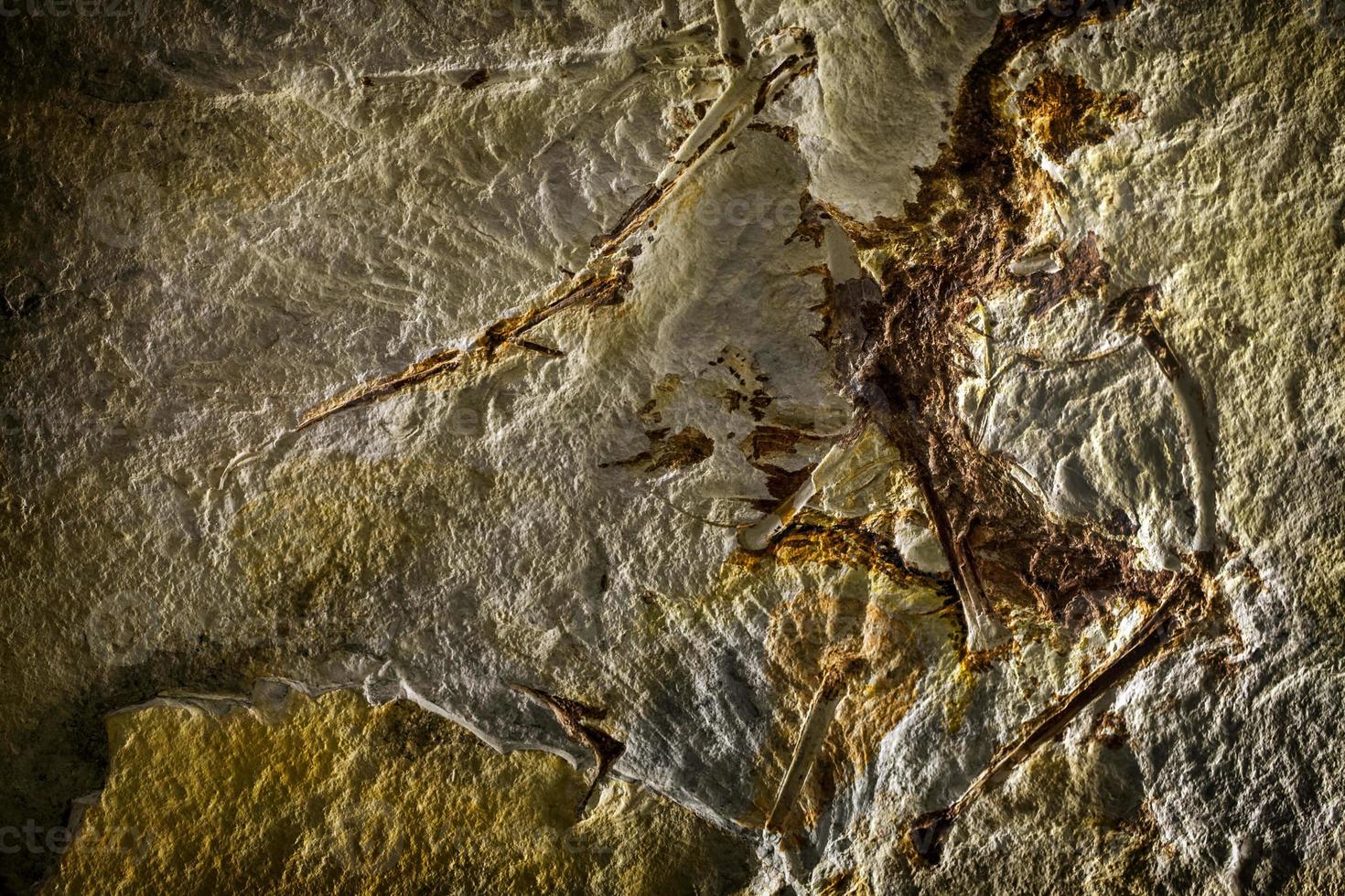 fóssil de esqueleto de dinossauro pré-histórico foto