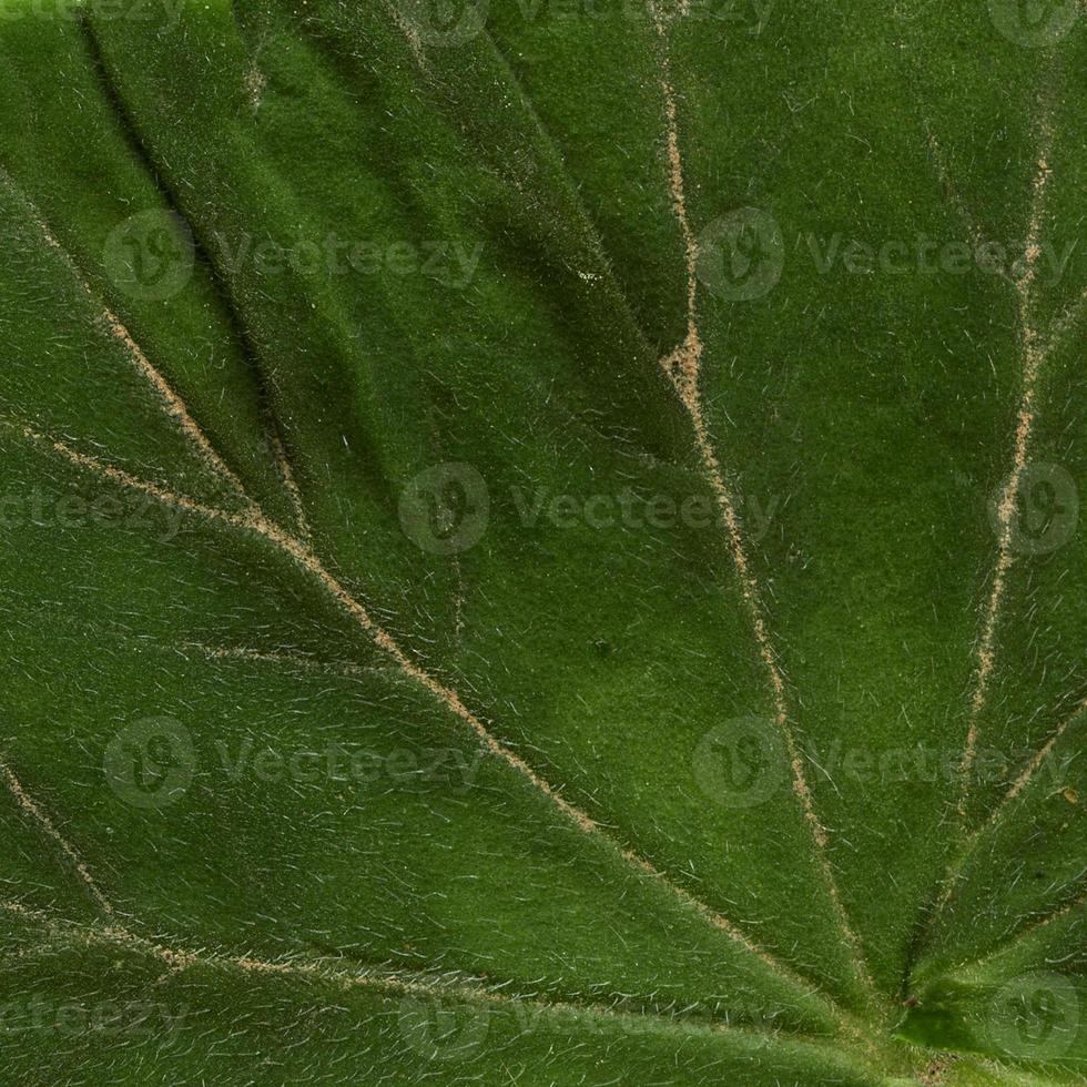 padrão de folhas de planta natural foto