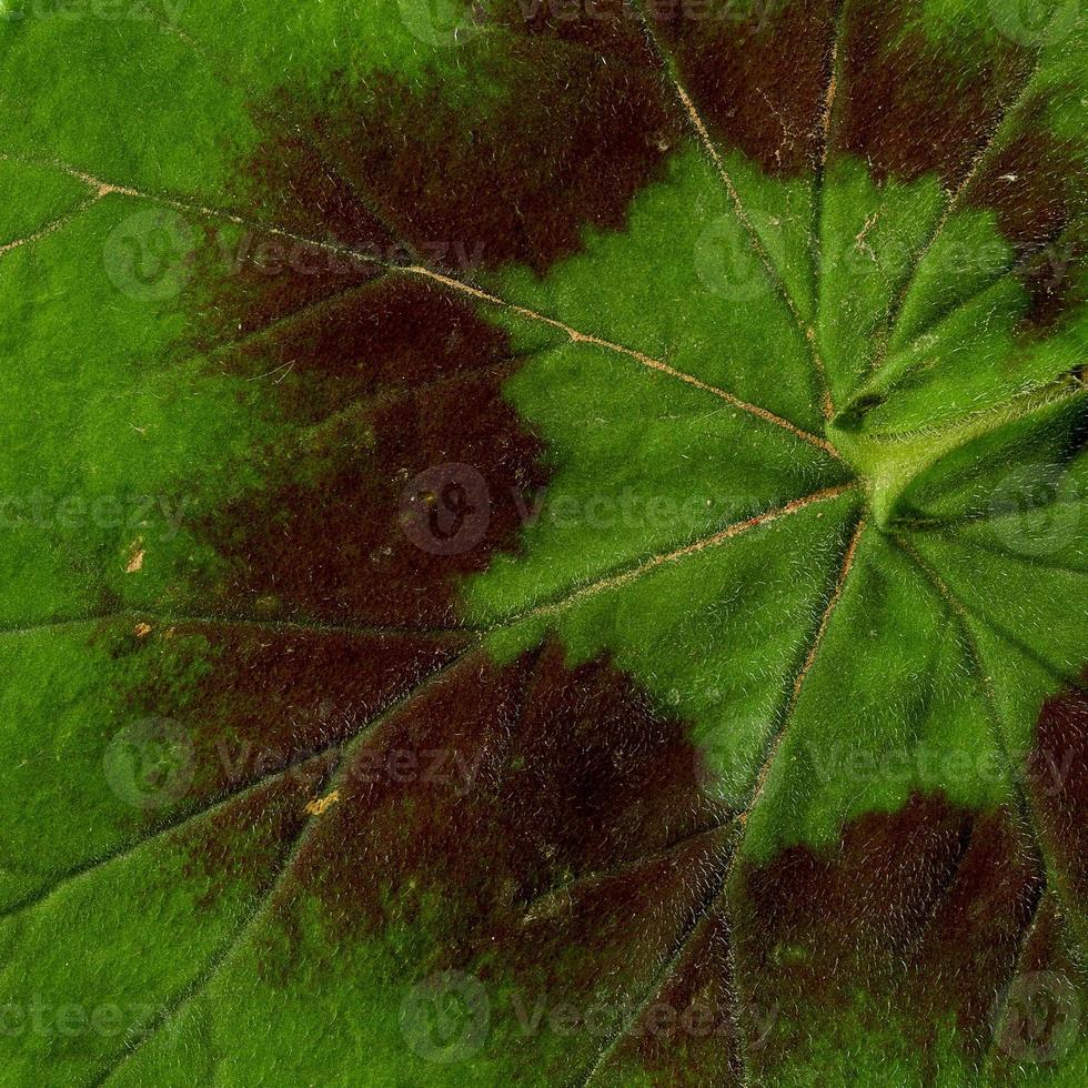 padrão de folhas de planta natural foto