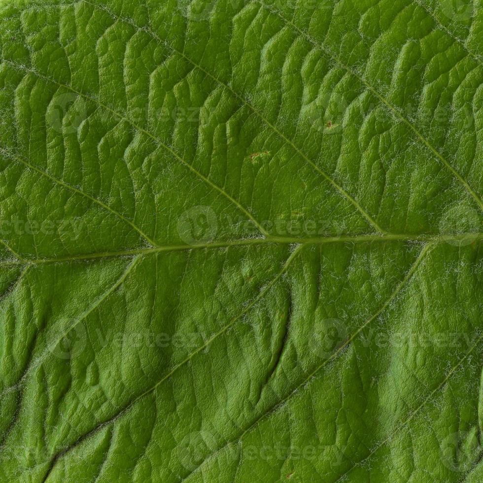 padrão de folhas de planta natural foto