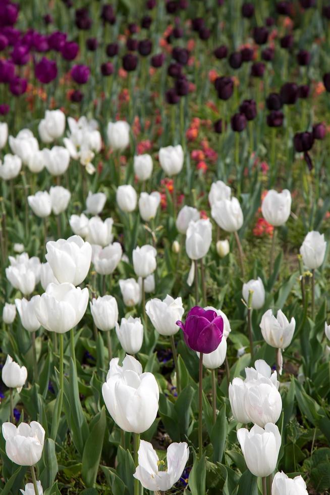flor floral da primavera tulipas coloridas foto