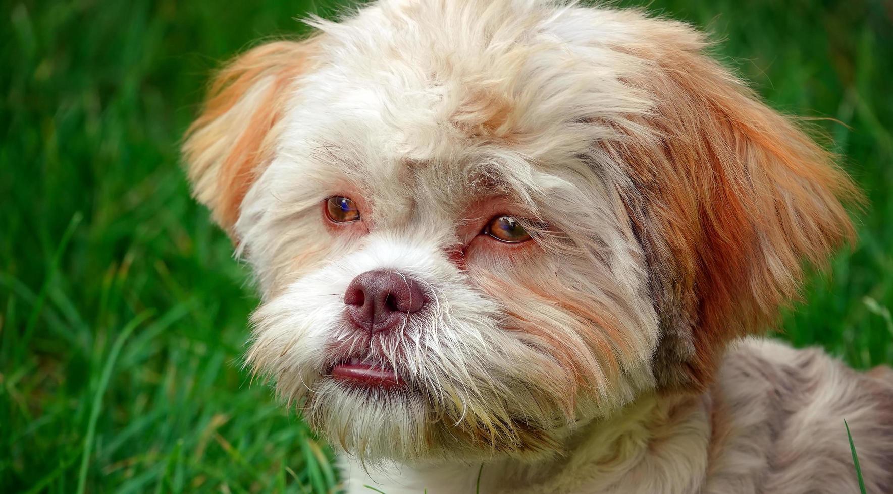 doce cachorro fofo na grama verde foto