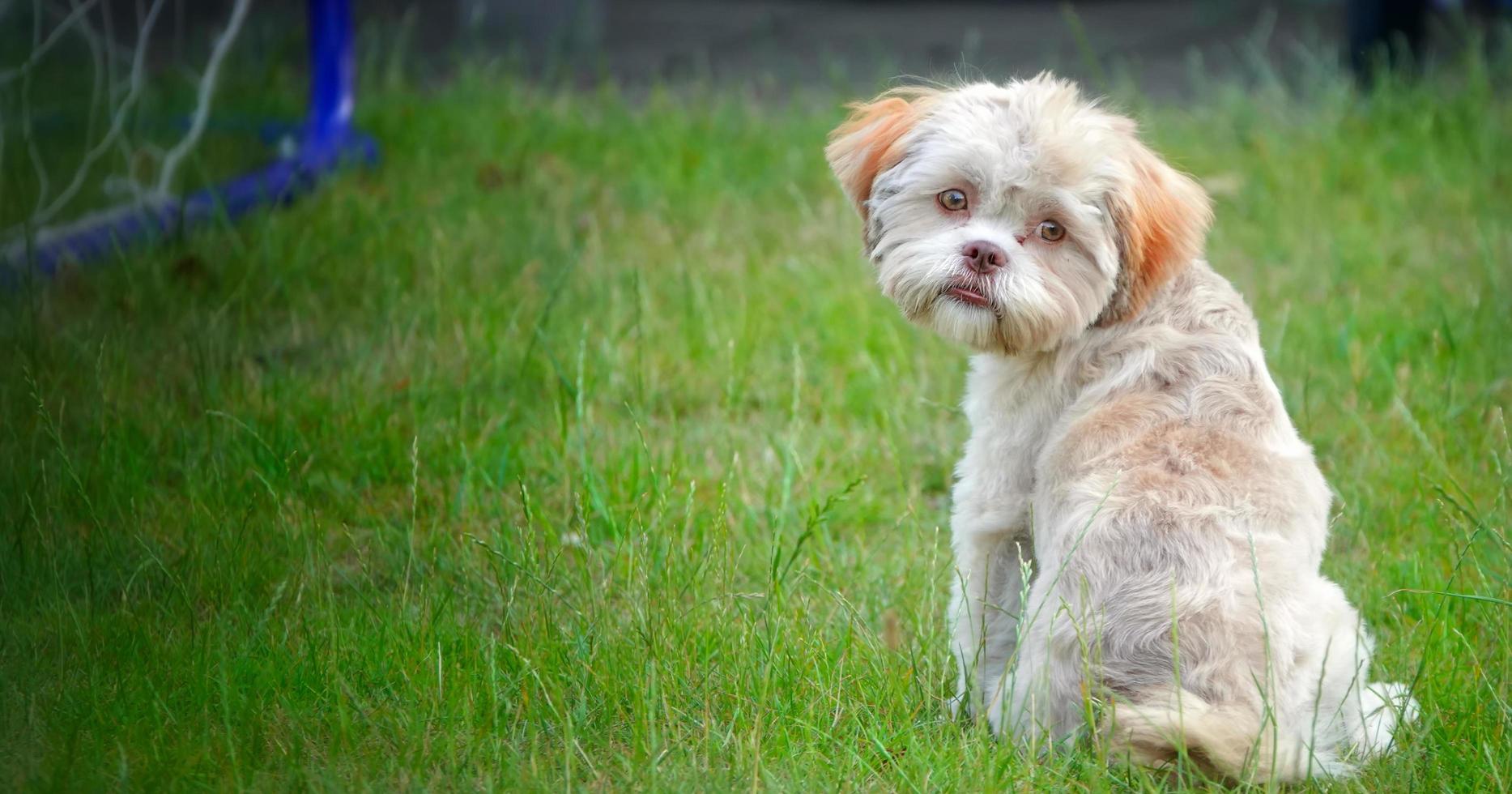 doce cachorro fofo na grama verde foto