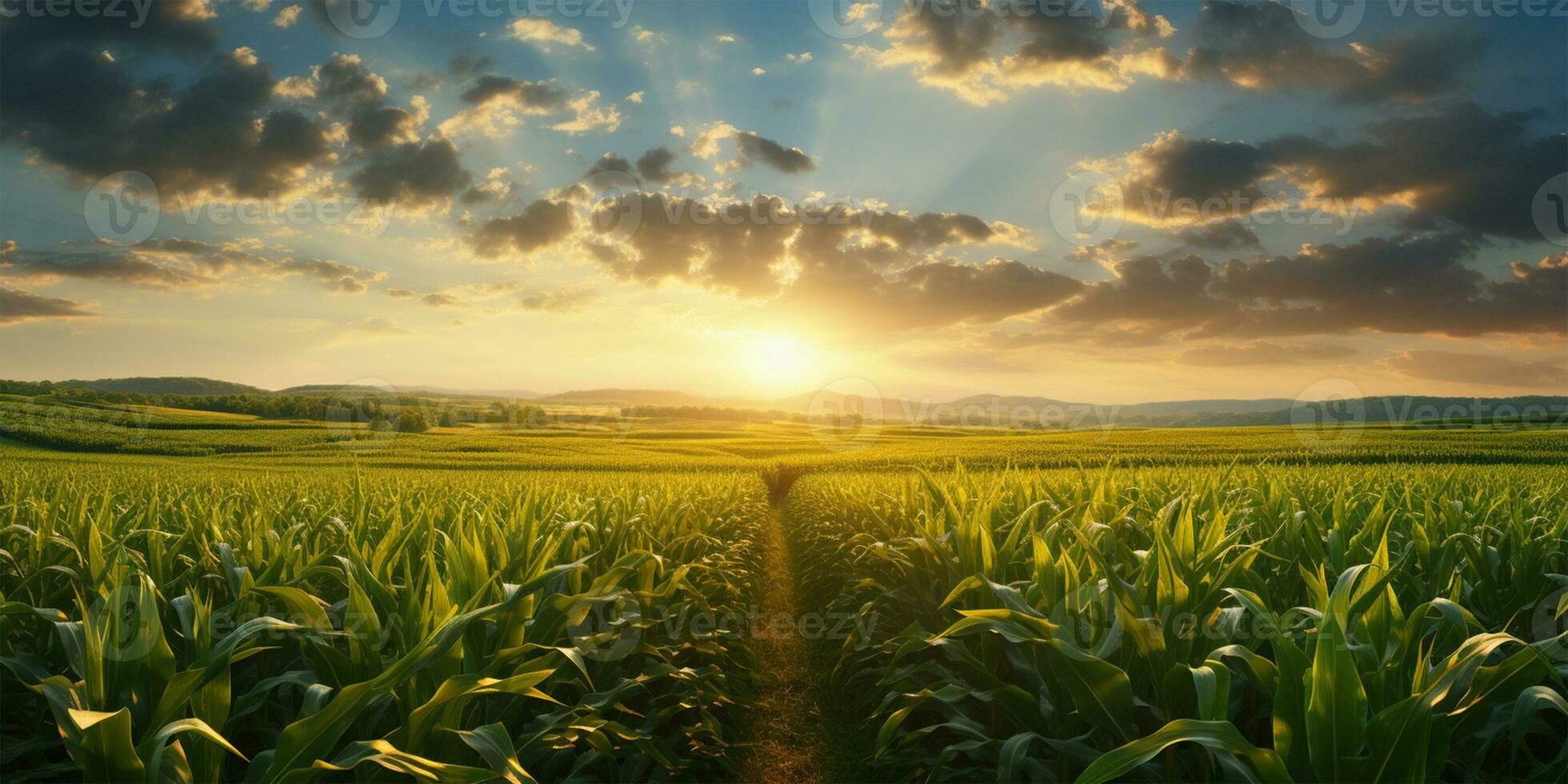 pôr do sol sobre uma milho campo com montanhas dentro a fundo. agrícola panorama ai gerado foto