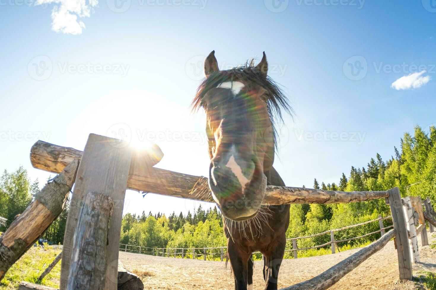 pista de corrida conceito. moderno animal gado. Castanho cavalo garanhões dentro impedir relaxante dentro Treinamento curral, Fazenda campo fundo. cavalo dentro Pomar, pasto curral ar livre. cavalo dentro natural eco Fazenda. foto