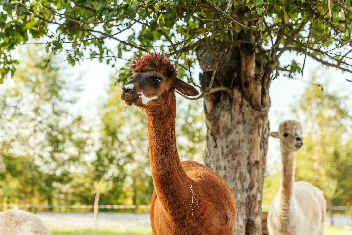 alpaca bonito com cara engraçada relaxante no rancho em dia de verão. alpacas domésticas pastando no pasto em fundo de campo de fazenda eco natural. cuidados com animais e conceito de agricultura ecológica foto