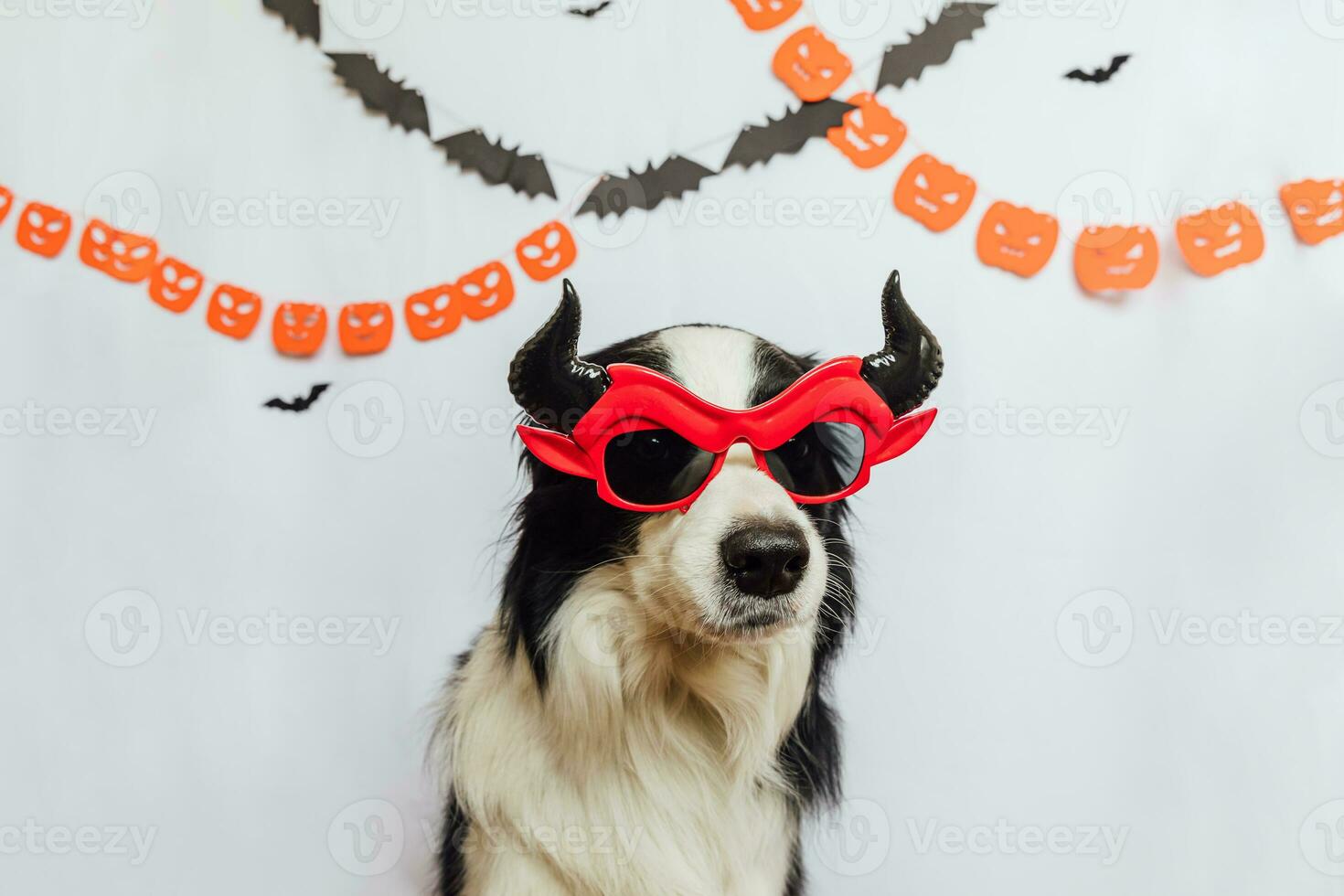 conceito de gostosuras ou travessuras. engraçado cachorrinho border collie vestido com fantasia de óculos de halloween bobo satanás diabo em fundo branco com decorações de guirlanda de halloween. preparação para festa de halloween. foto