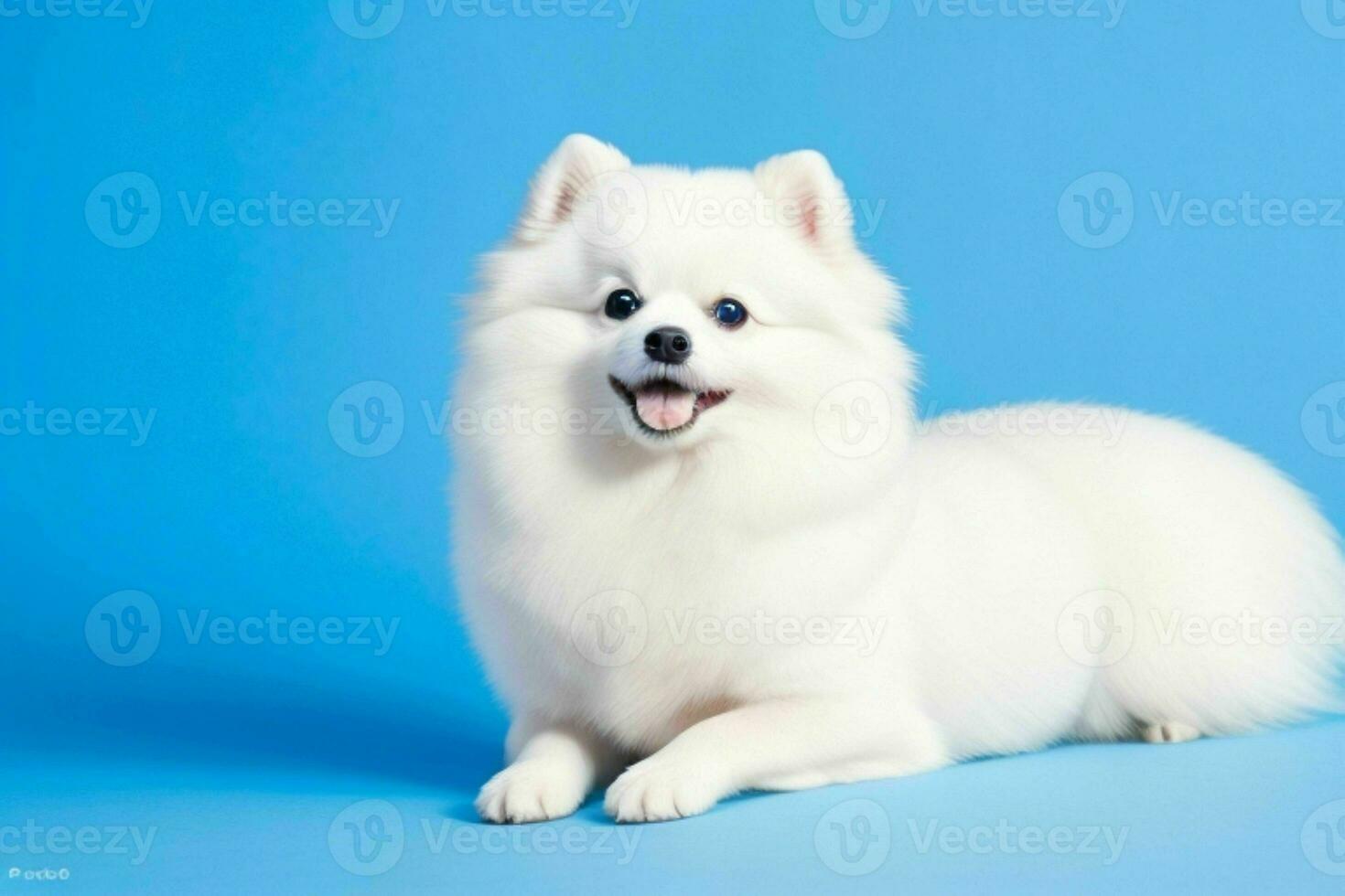 foto do pomerânia cachorro. ai generativo pró foto