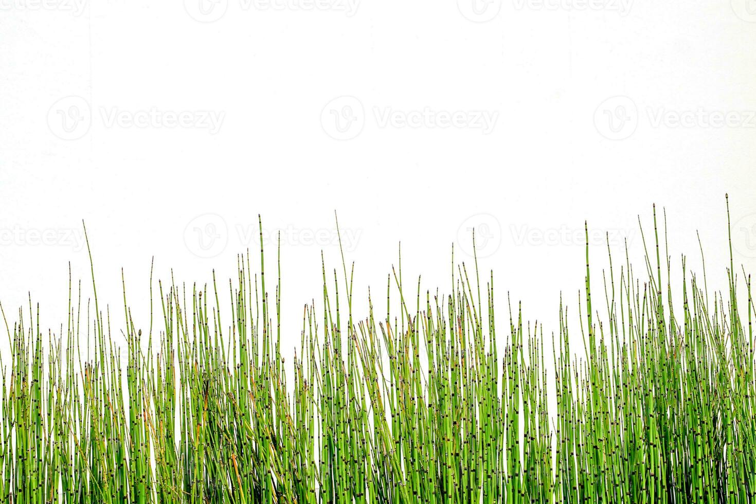 cavalinha estão plantas com Sombrio verde arredondado hastes com pequeno escamoso juntas arranjado por aí a hastes. trouxe para estar plantado dentro cimento panelas com água para decorar a exterior cerca dentro uma lindo linha. foto