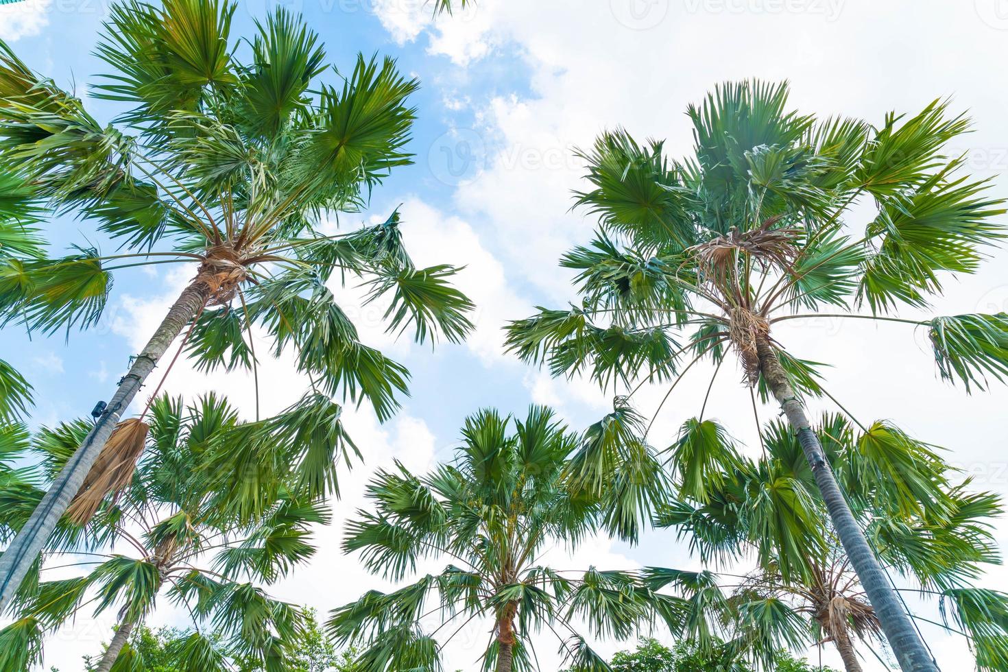 palmeira no fundo do céu - impulsione o estilo de processamento de cores foto
