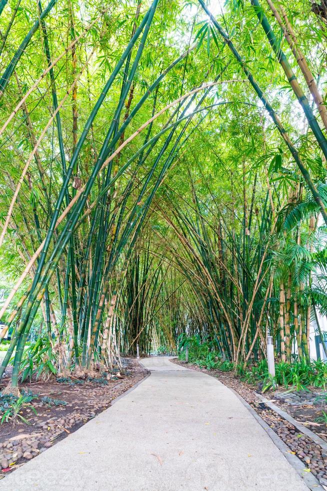 passarela com jardim de bambu no parque foto