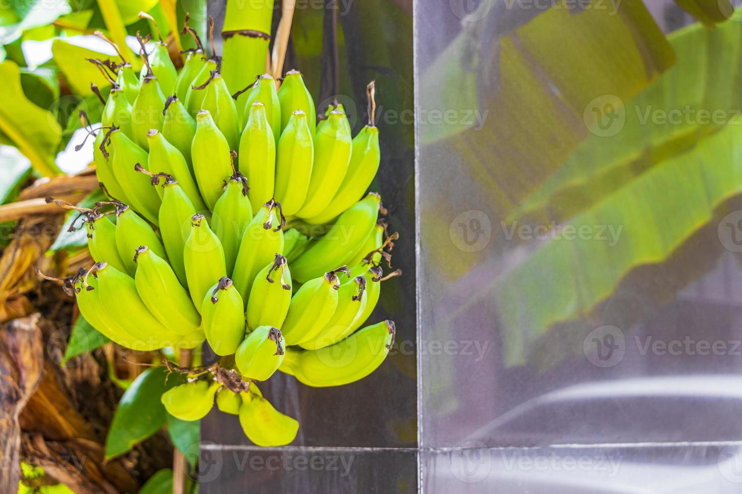 bananas verdes amarelas estão crescendo na ilha koh samui na tailândia. foto