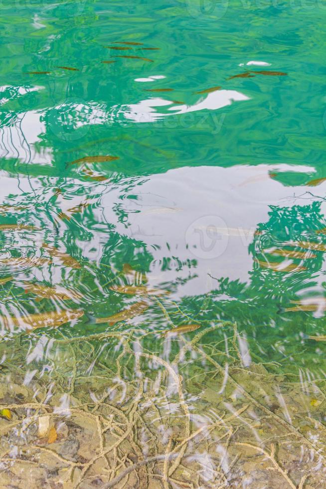 plitvice lagos parque nacional peixes subaquáticos em águas claras da Croácia. foto