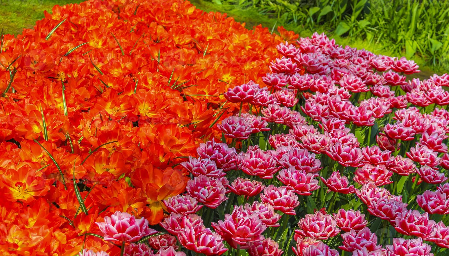 Narcisos de tulipas coloridas em Keukenhof Park lisse Holanda. foto