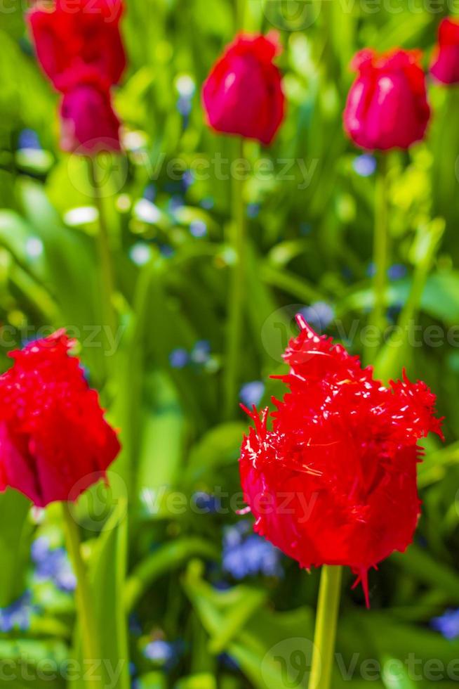 Narcisos de tulipas coloridas em Keukenhof Park lisse Holanda. foto