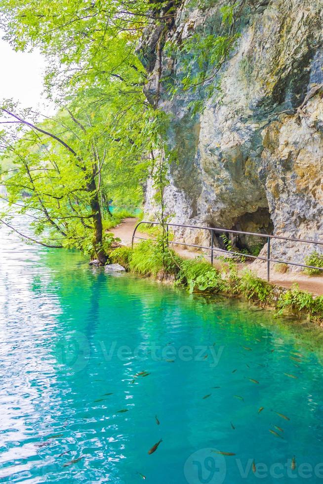 plitvice lakes national park croatia paisagem peixes debaixo d'água. foto