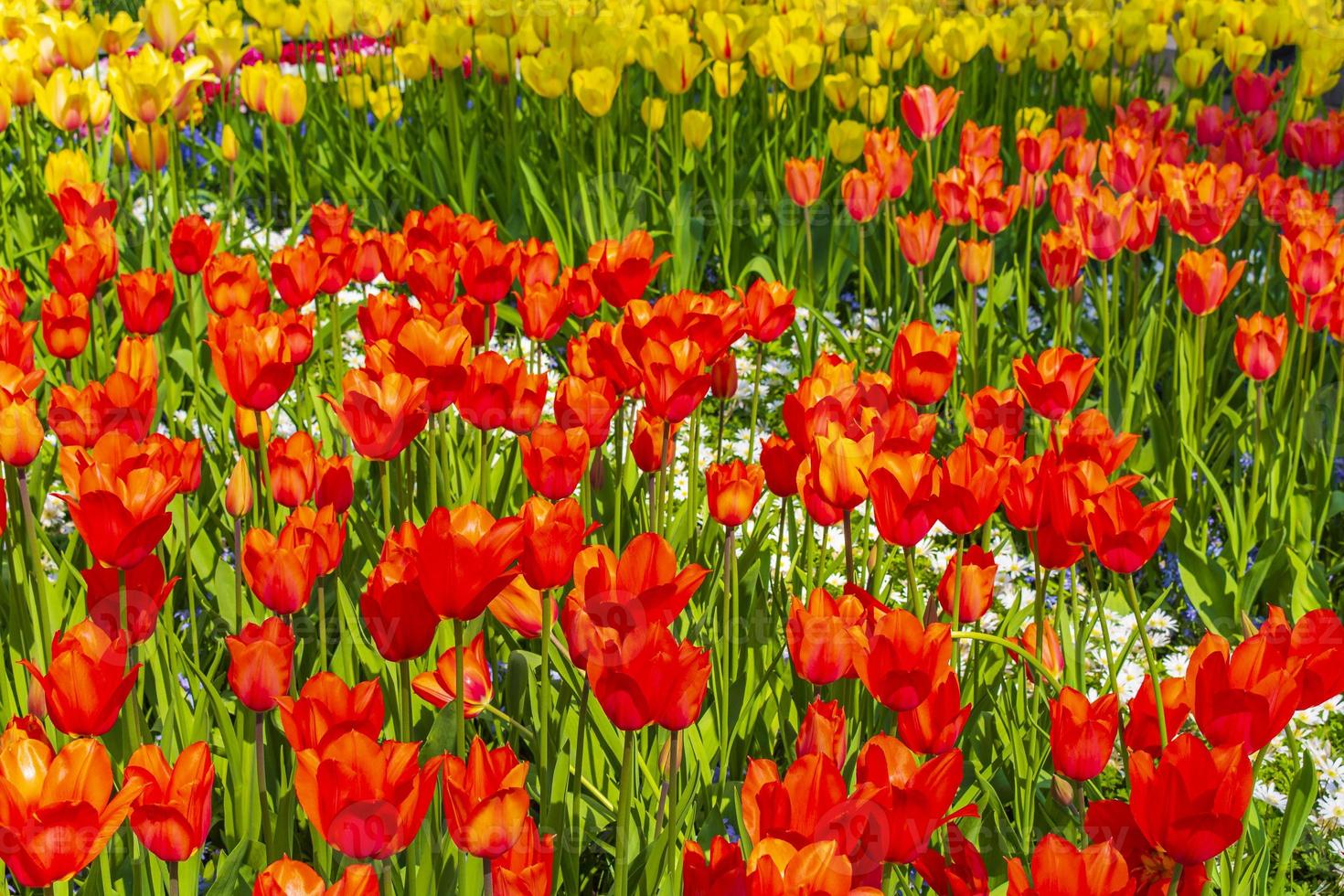 Narcisos de tulipas coloridas em Keukenhof Park lisse Holanda. foto