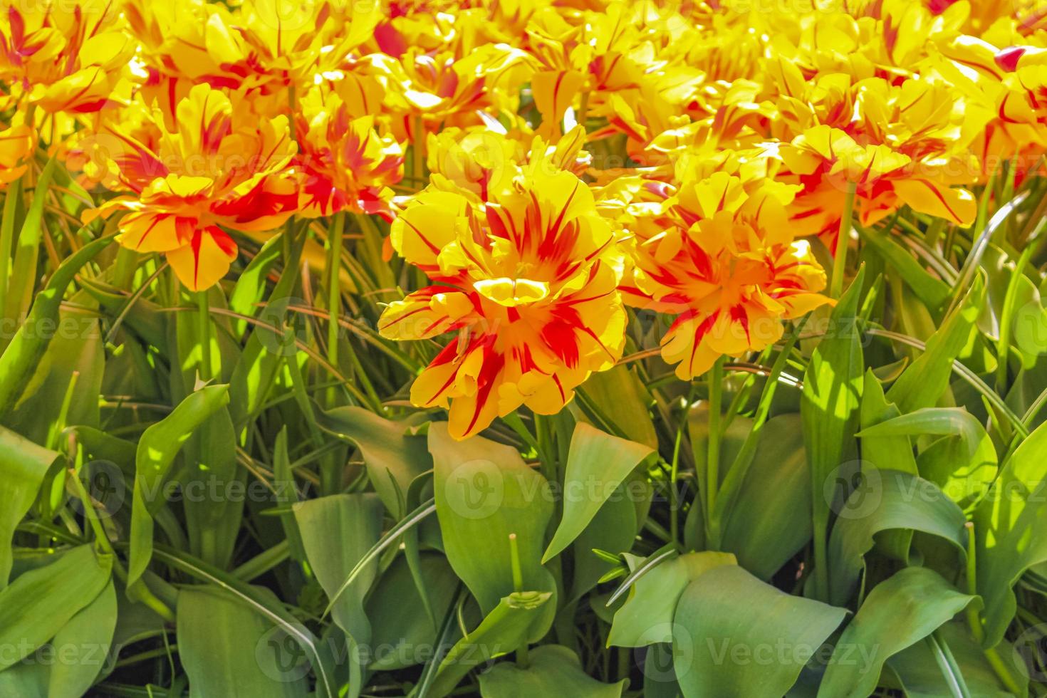 Narcisos de tulipas coloridas em Keukenhof Park lisse Holanda. foto