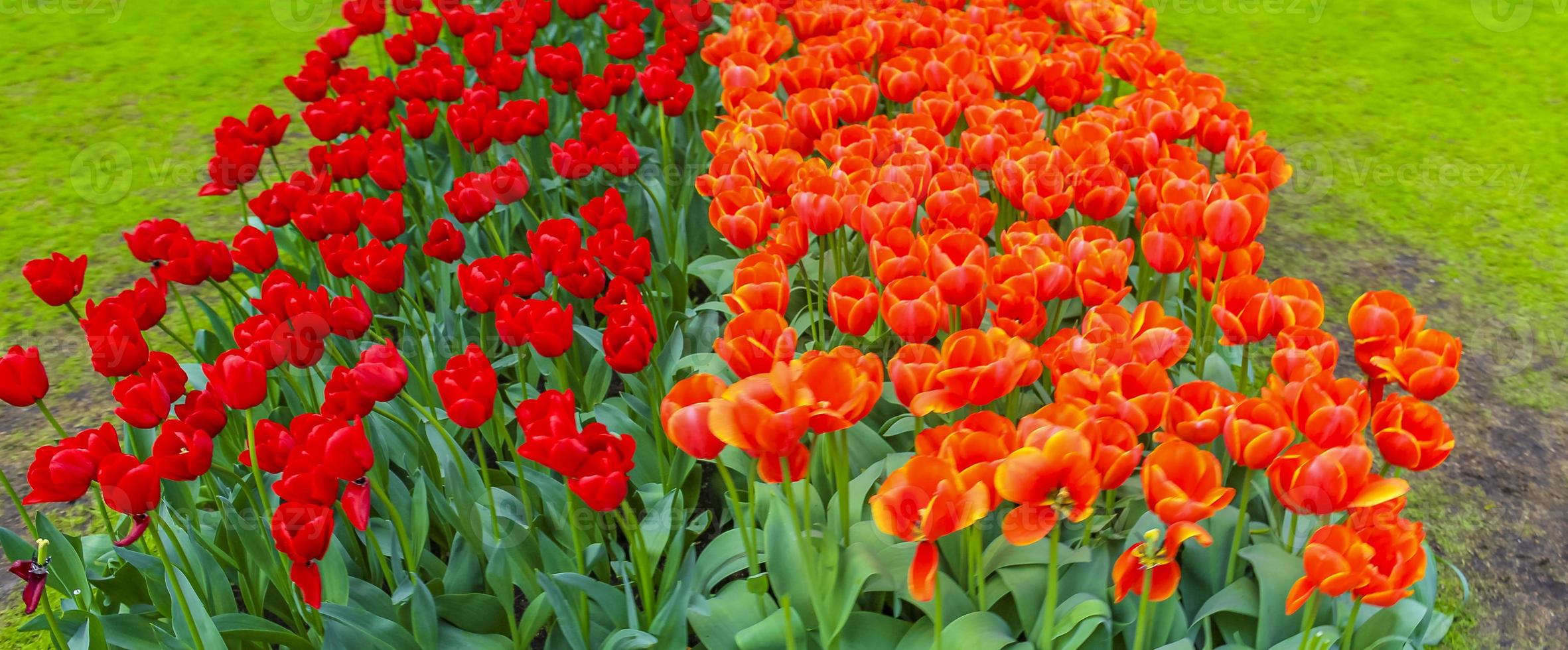 Narcisos de tulipas coloridas em Keukenhof Park lisse Holanda. foto