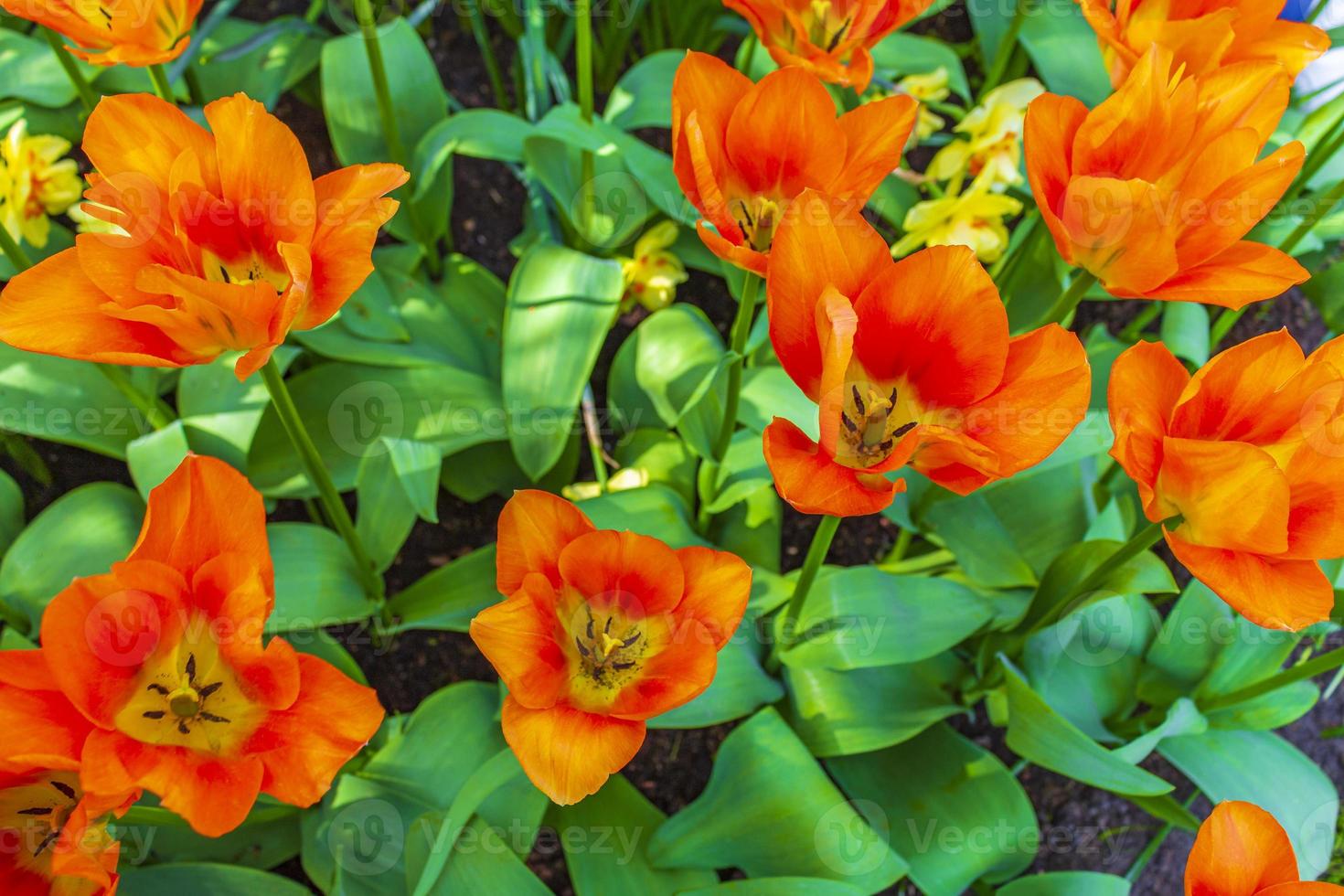 Narcisos de tulipas coloridas em Keukenhof Park lisse Holanda. foto