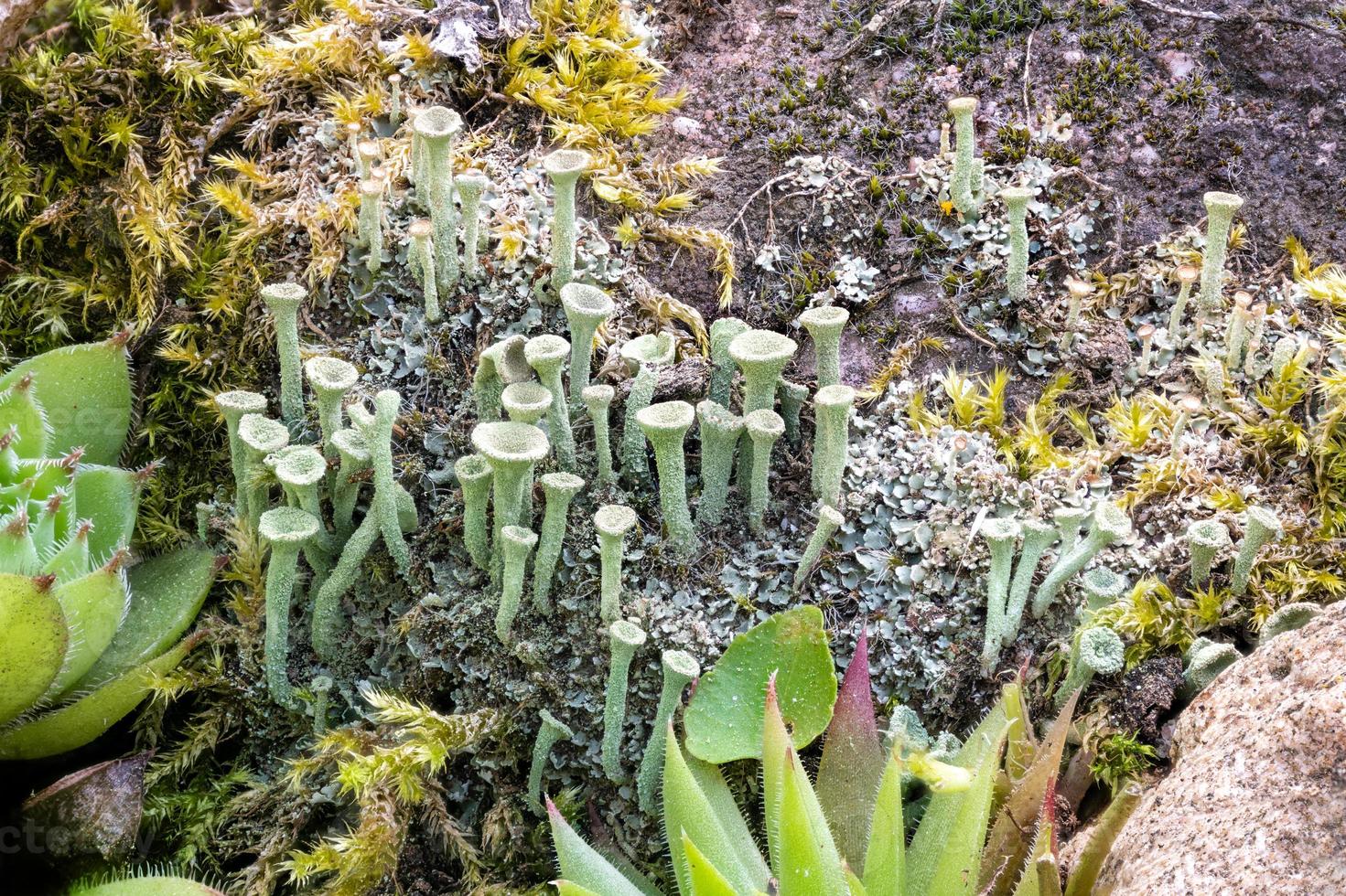 trombeta líquen cladonia fimbriata entre flores de pedra em uma rocha foto