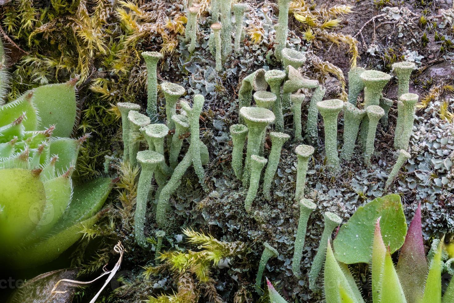 trombeta líquen cladonia fimbriata entre flores de pedra em uma rocha foto