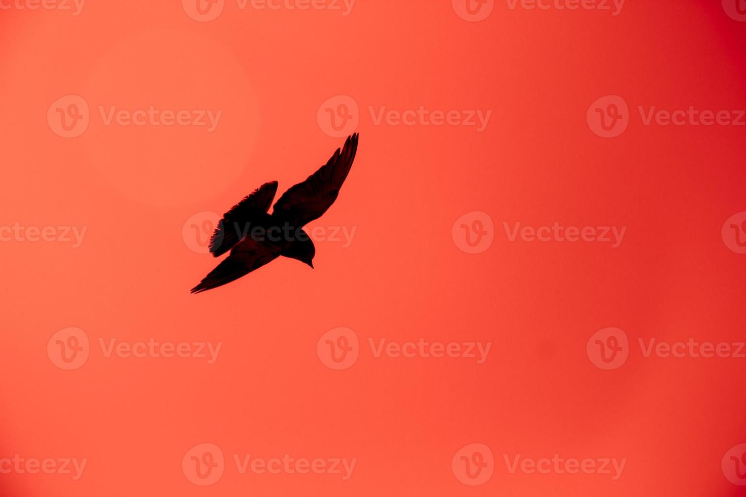silhueta de um pombo voando no céu vermelho foto