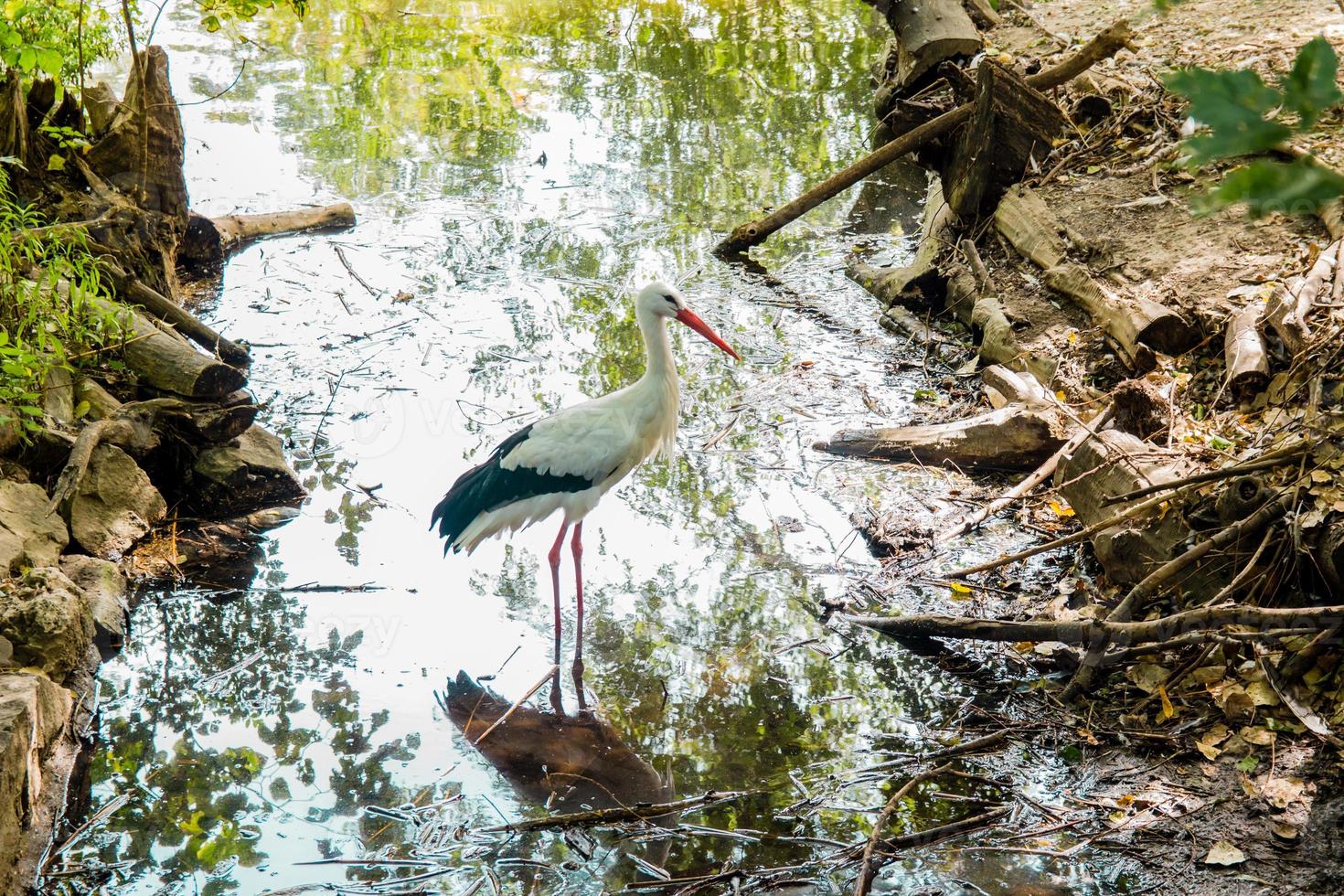 cegonha-branca parada no lago foto