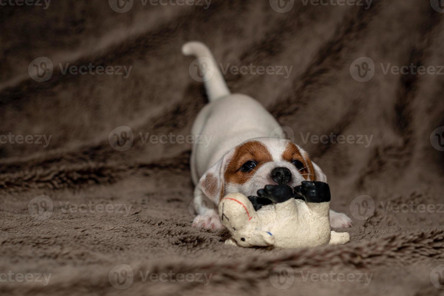 cachorro jack russell brinca com seus brinquedos. foto