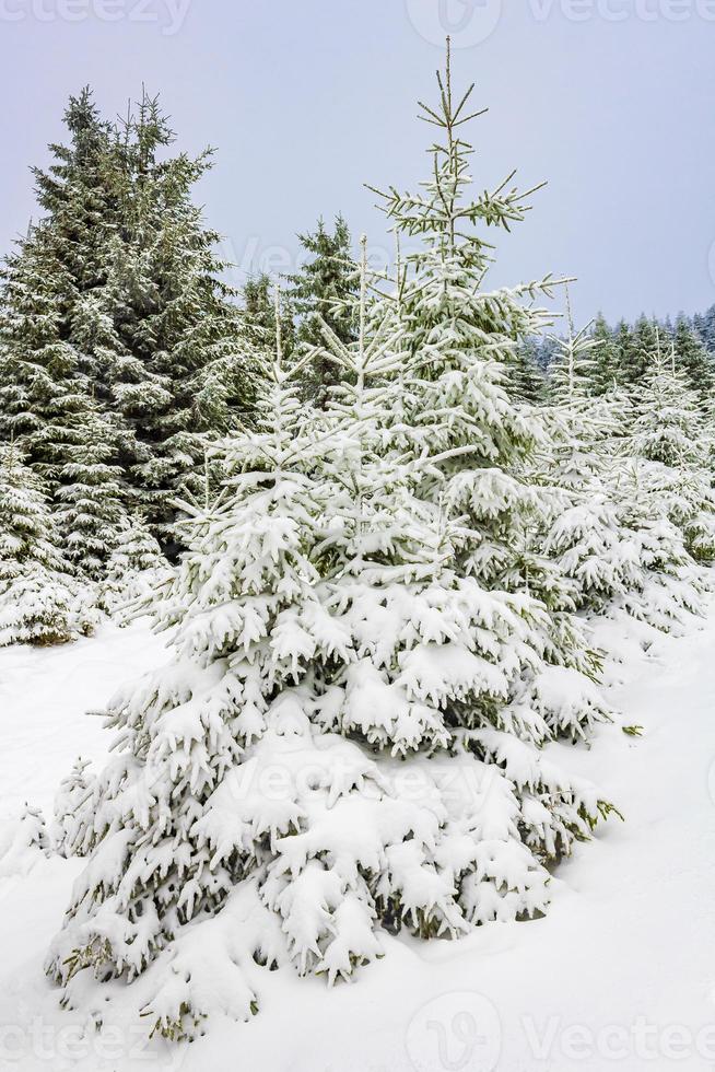 paisagem de floresta de inverno na montanha brocken, harz, alemanha foto