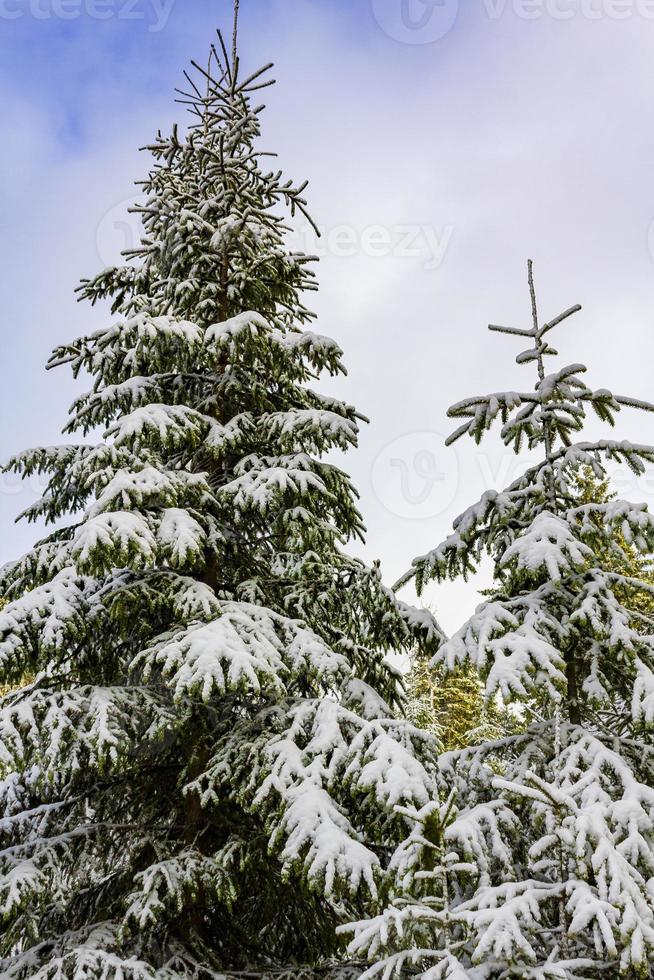 paisagem de floresta de inverno na montanha brocken, harz, alemanha foto