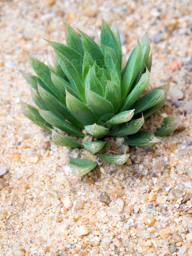 haworthia marumiana a planta suculenta crescendo no cascalho foto