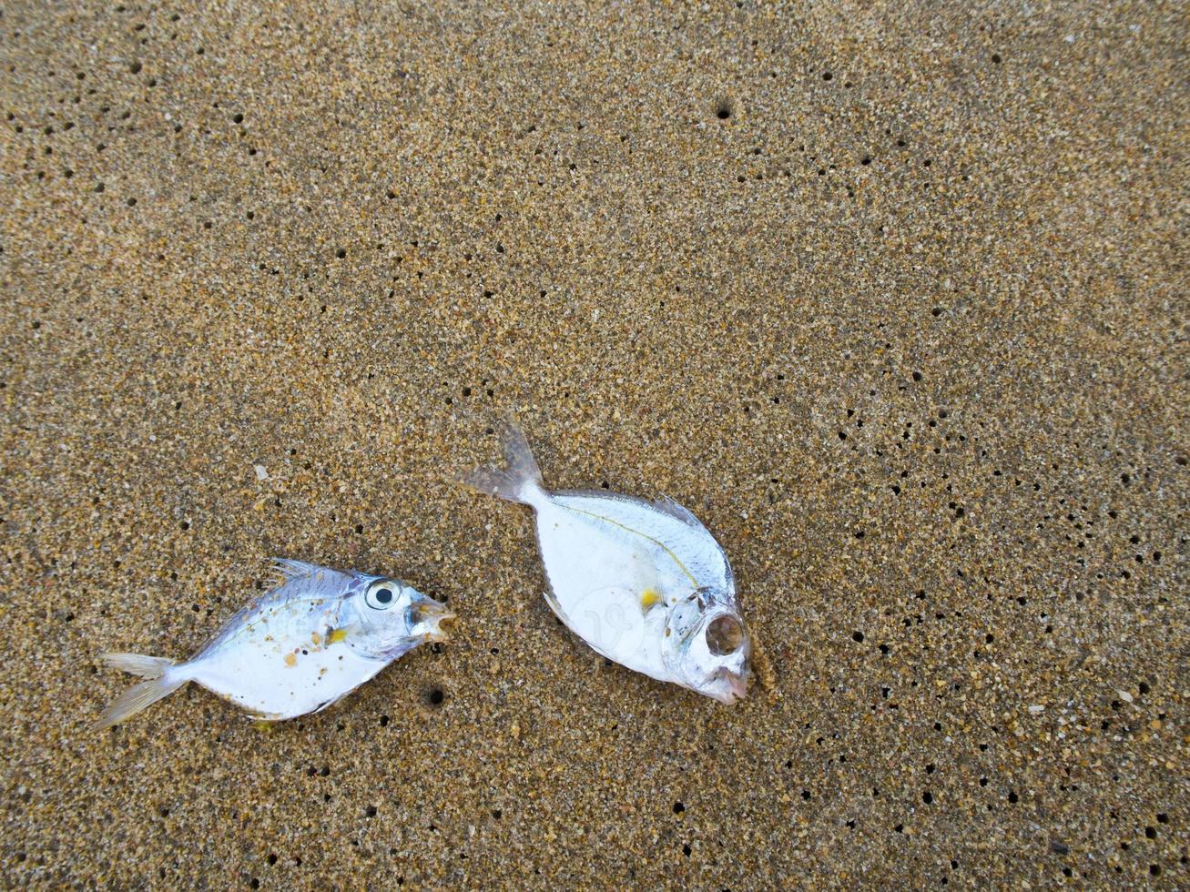 peixe morto na praia foto