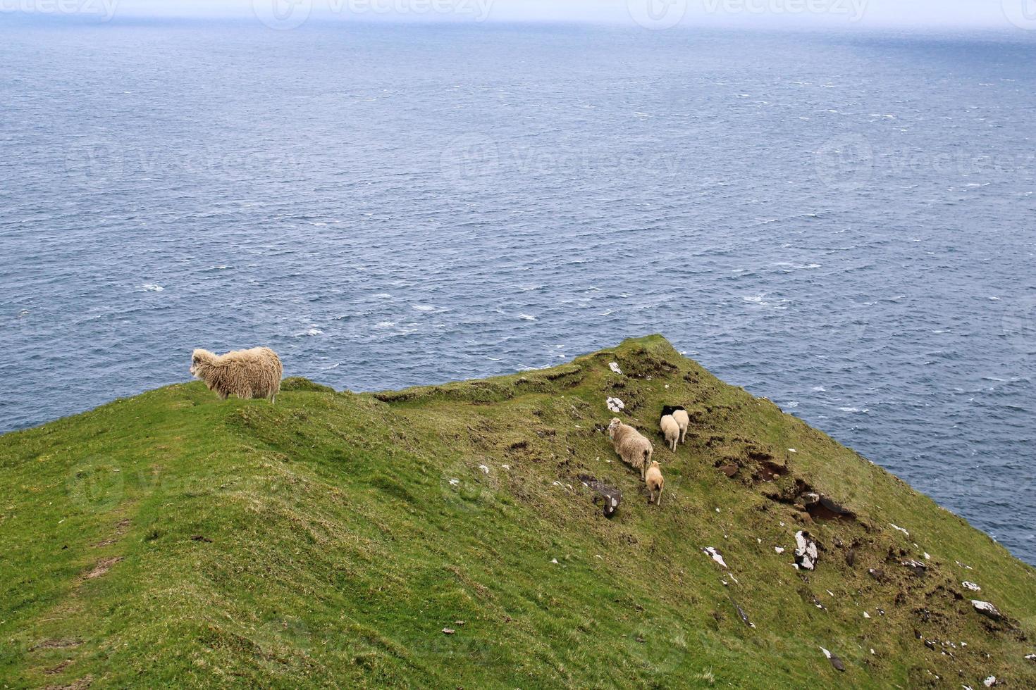 retrato de ovelhas nas ilhas faroe foto