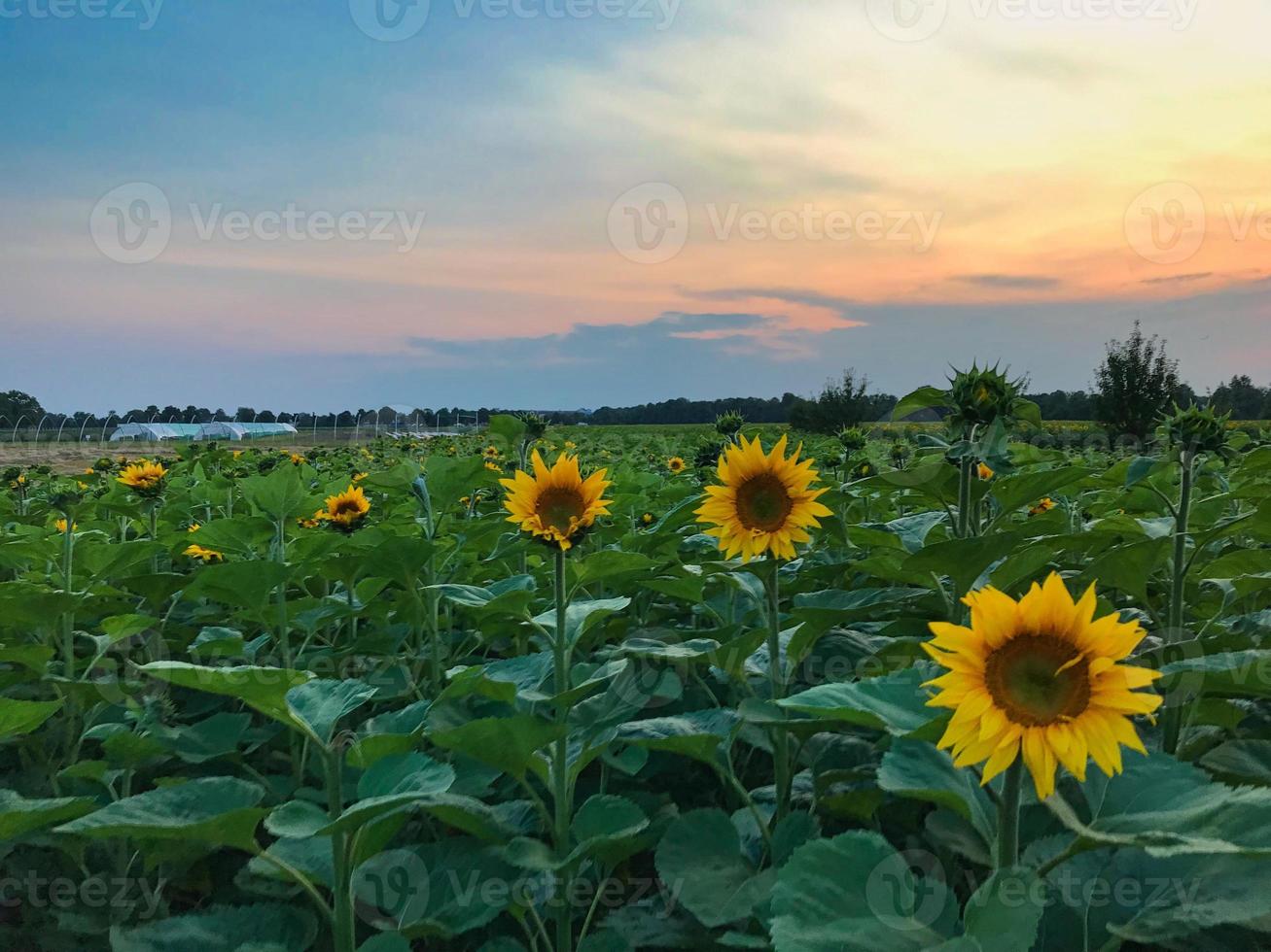 um campo de girassóis foto