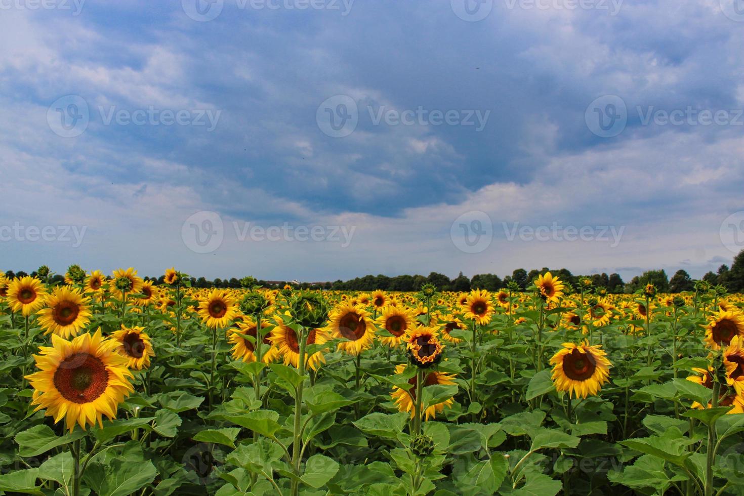 um campo de girassóis foto