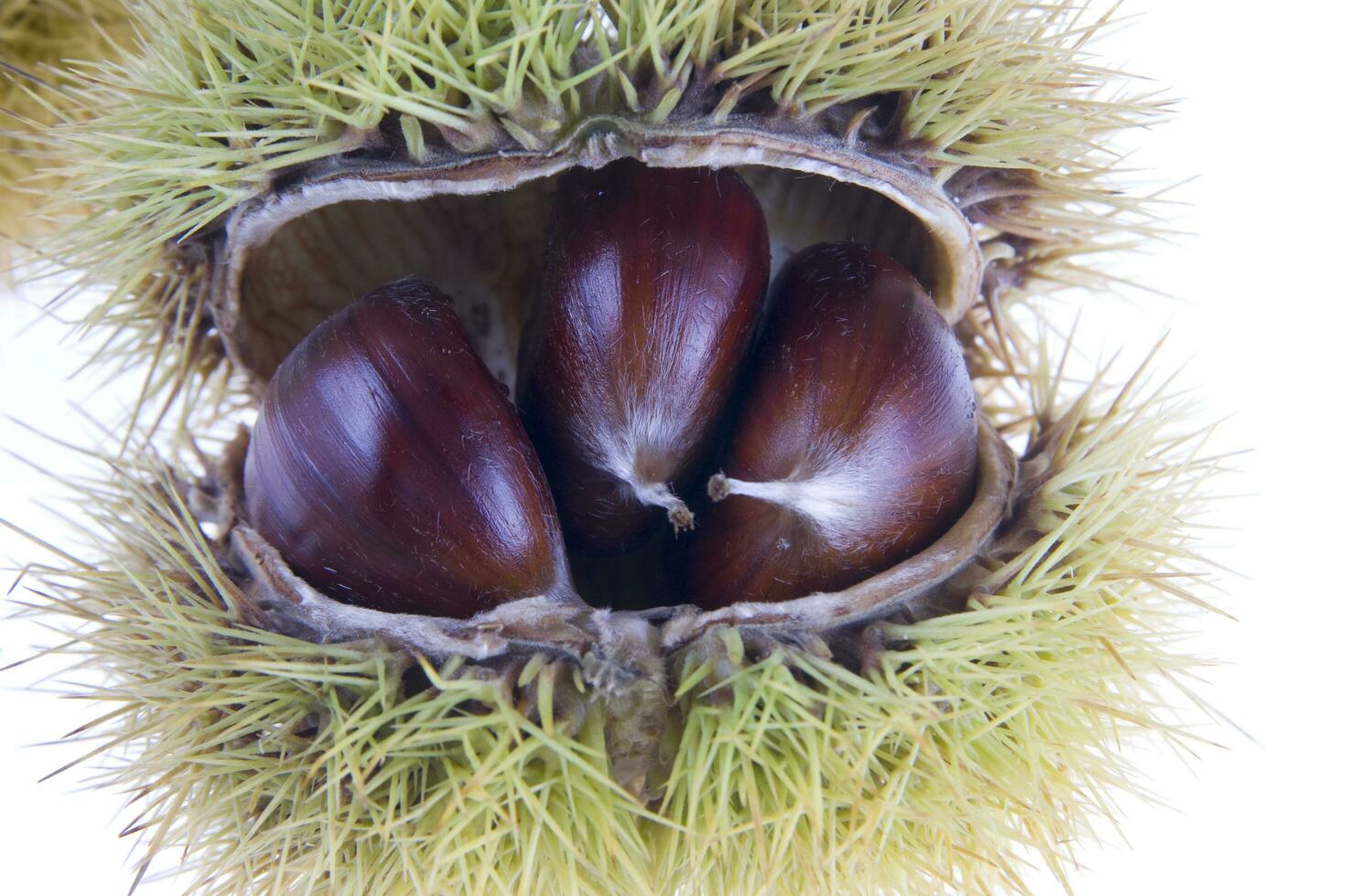 uma grupo do castanhas em uma branco fundo foto