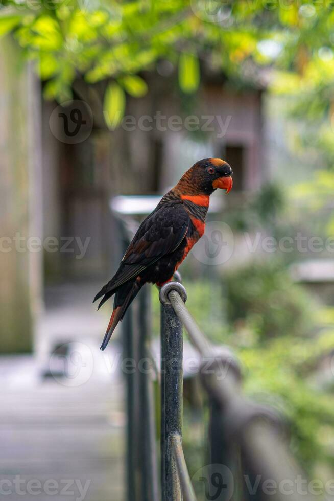 uma pássaro com Preto e vermelho cores é em pé em a cerca. foto