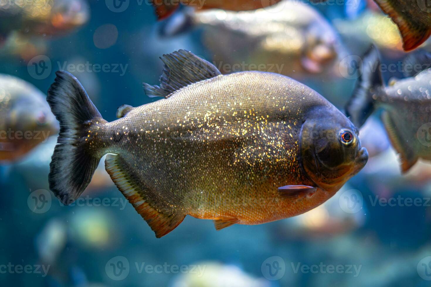 barrigudo piranha pygocentrus nattereri embaixo da agua foto