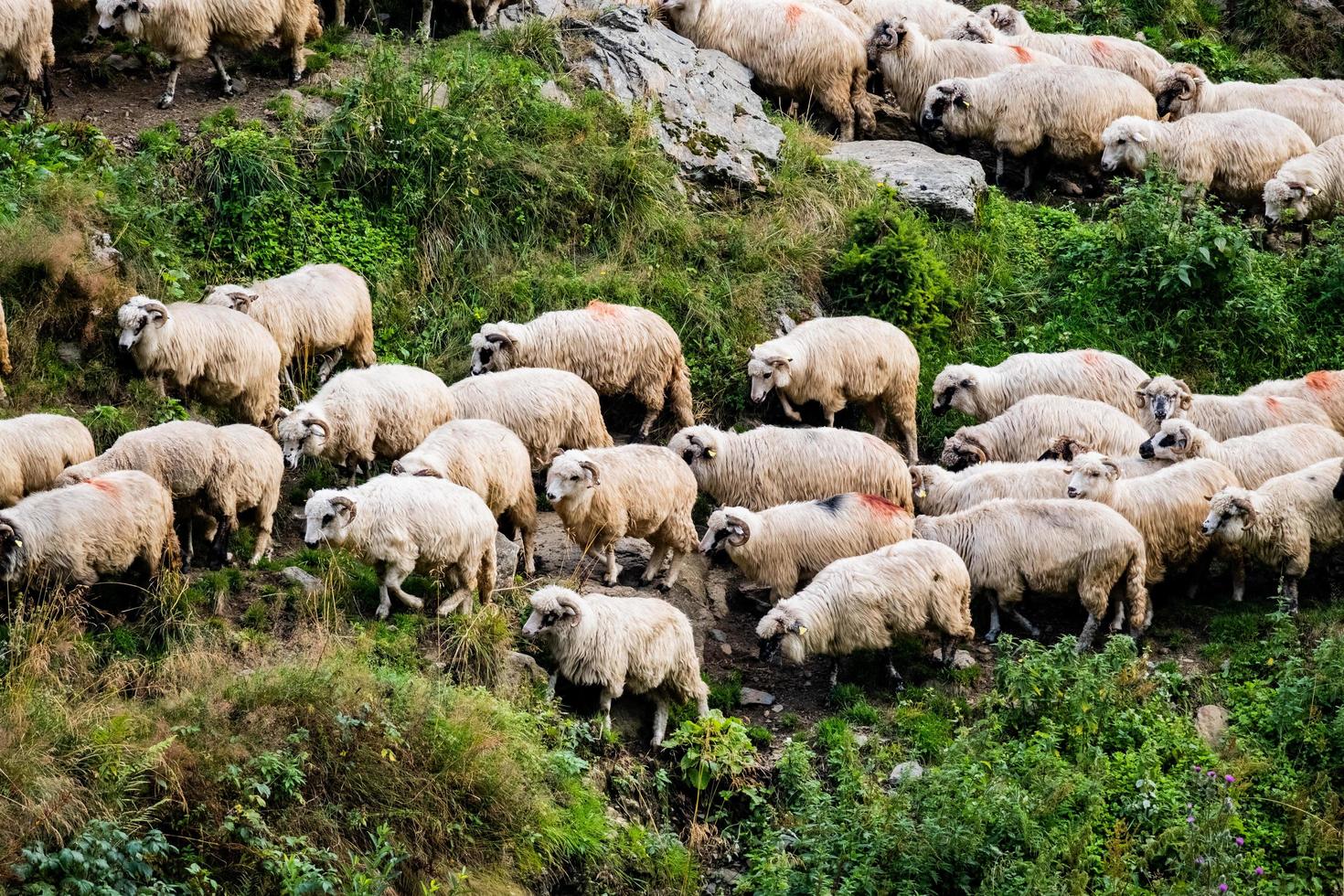 ovelhas no pasto foto