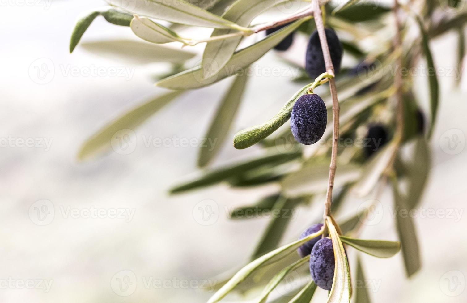 azeitonas taggiache usadas para produzir azeite foto