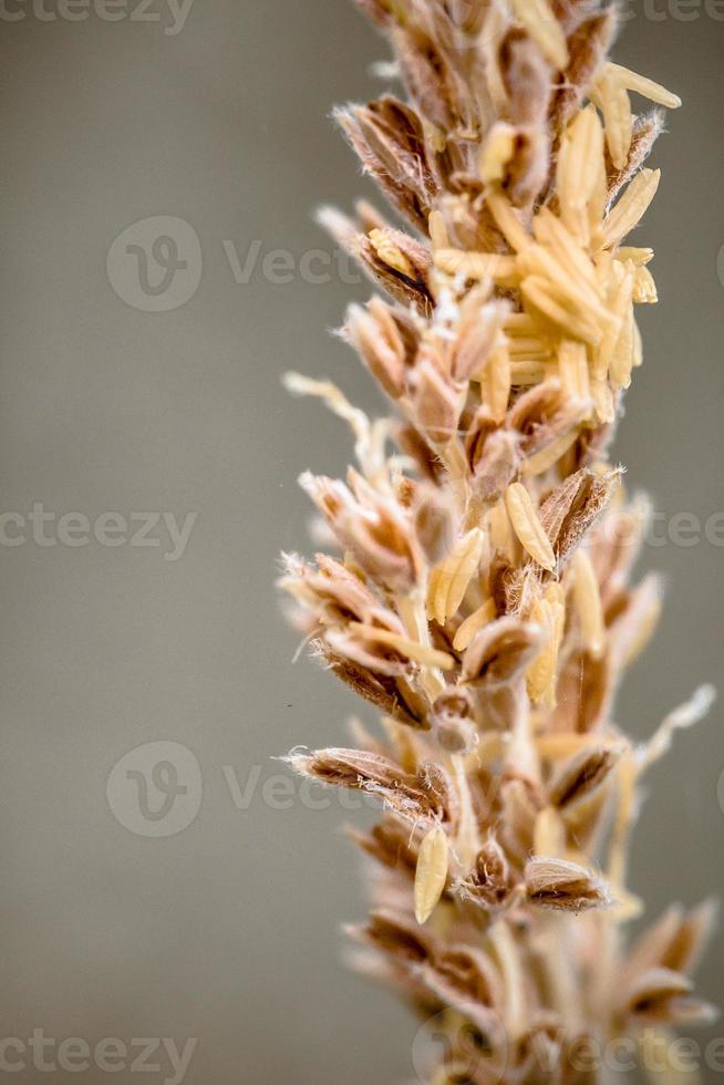 detalhe de close-up de uma flor de laranjeira foto