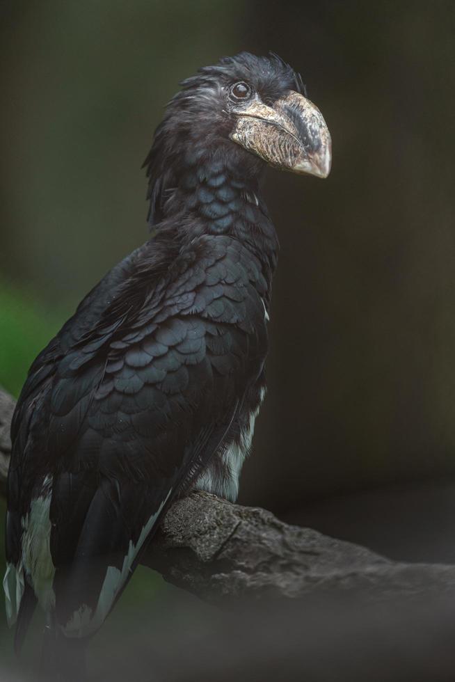 Calau pipa no galho foto