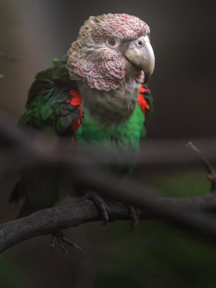 papagaio de cabeça cinza foto