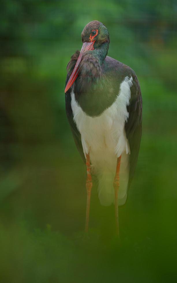 retrato de cegonha preta foto