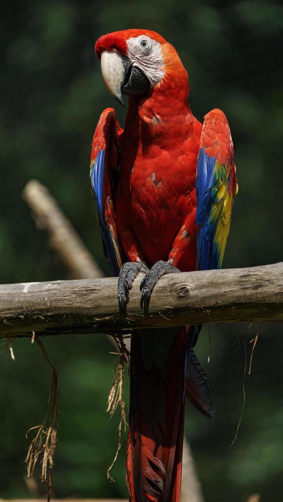 arara vermelha no galho foto