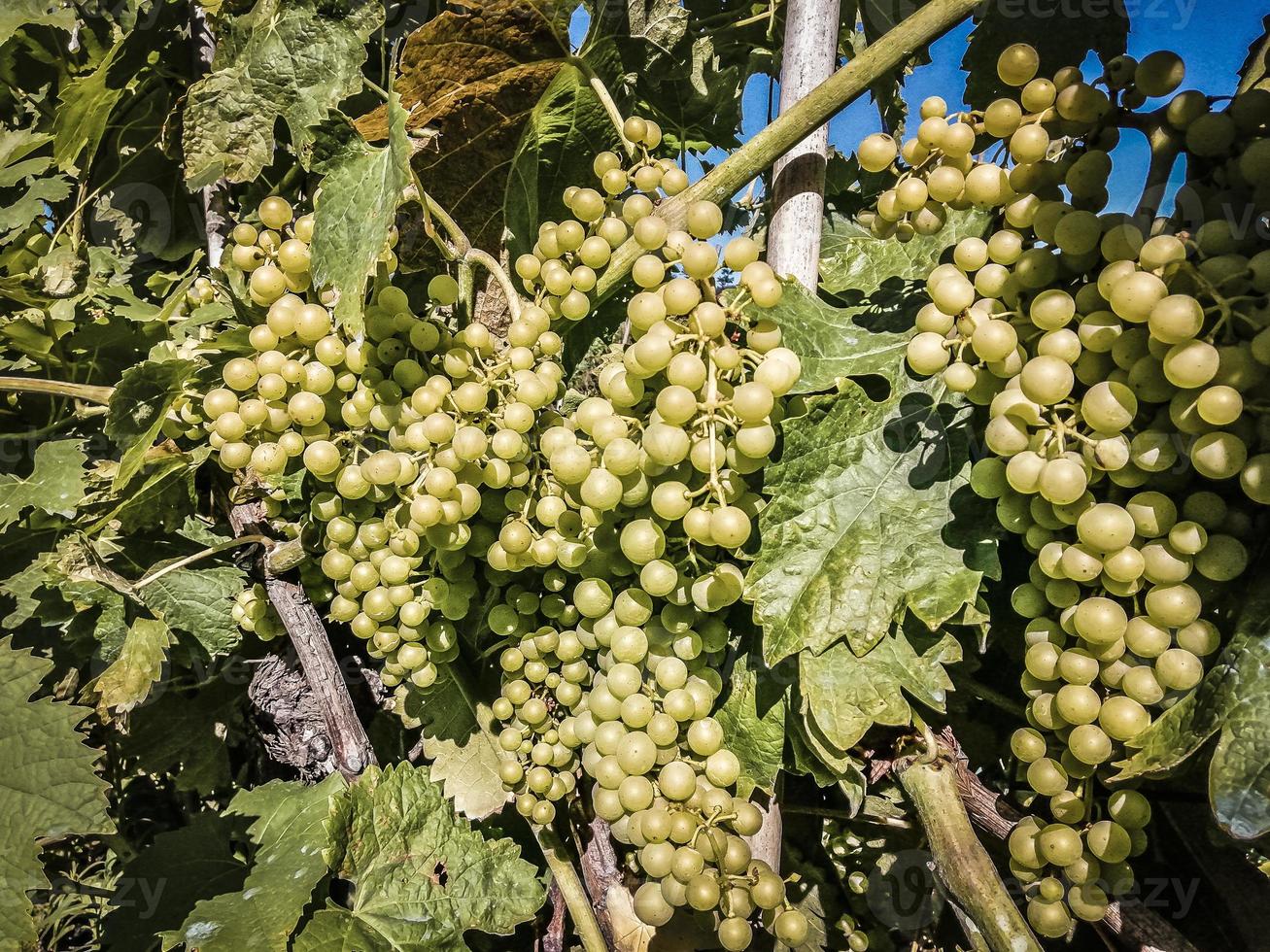 uvas brancas da ligúria, itália foto