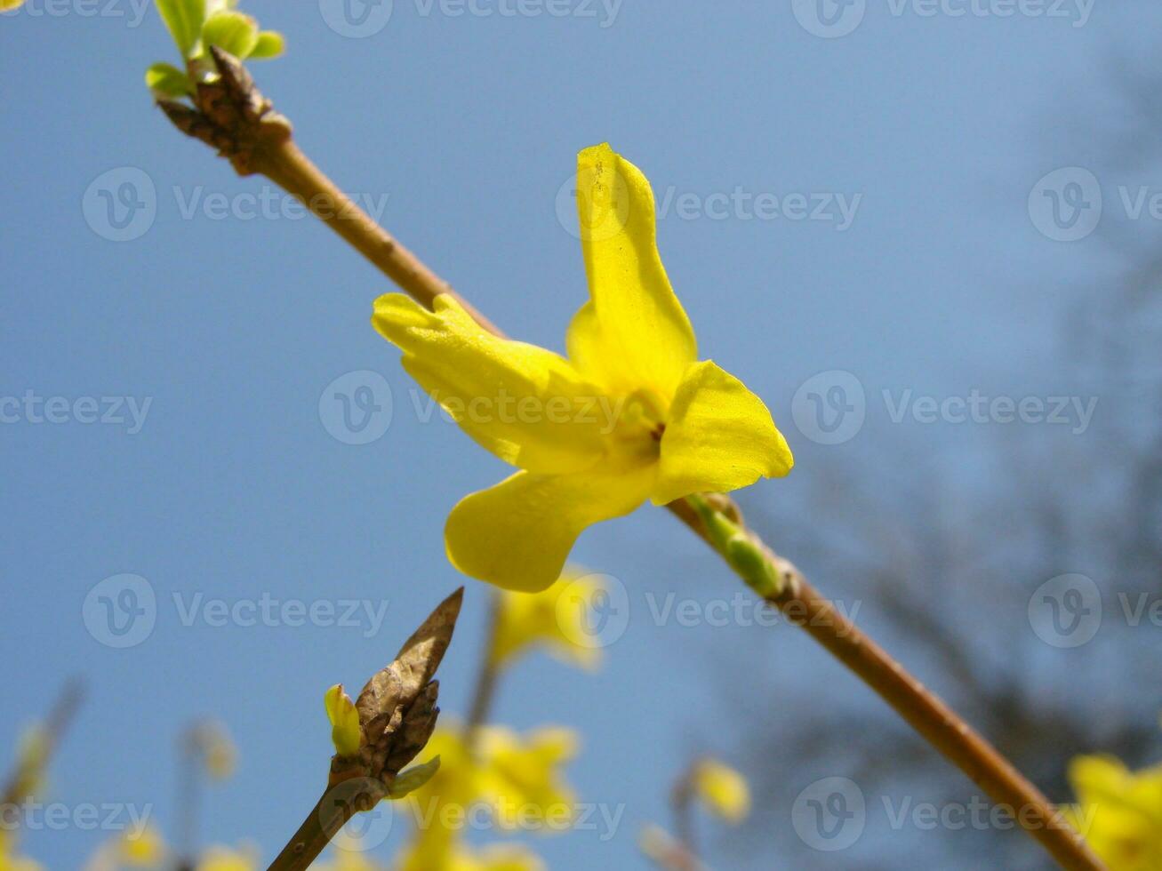 uma macro tiro do a amarelo floresce do uma forsítia arbusto foto