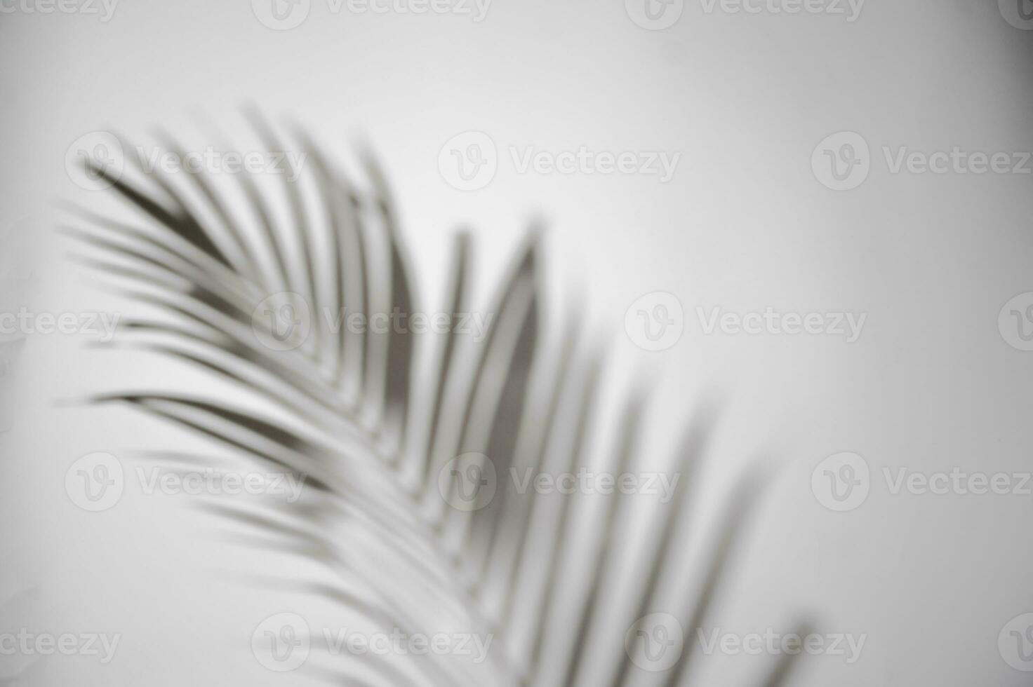 movimento do sombra Palma folha dentro a vento sopro sobreposição em branco parede borrão fundo, conceitos verão foto