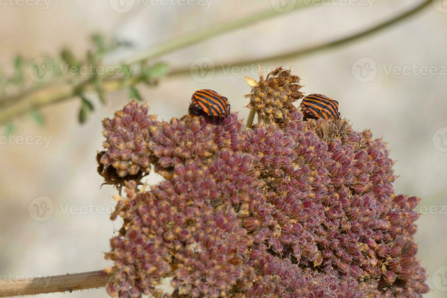 seco flor a partir de a Mediterrâneo área foto